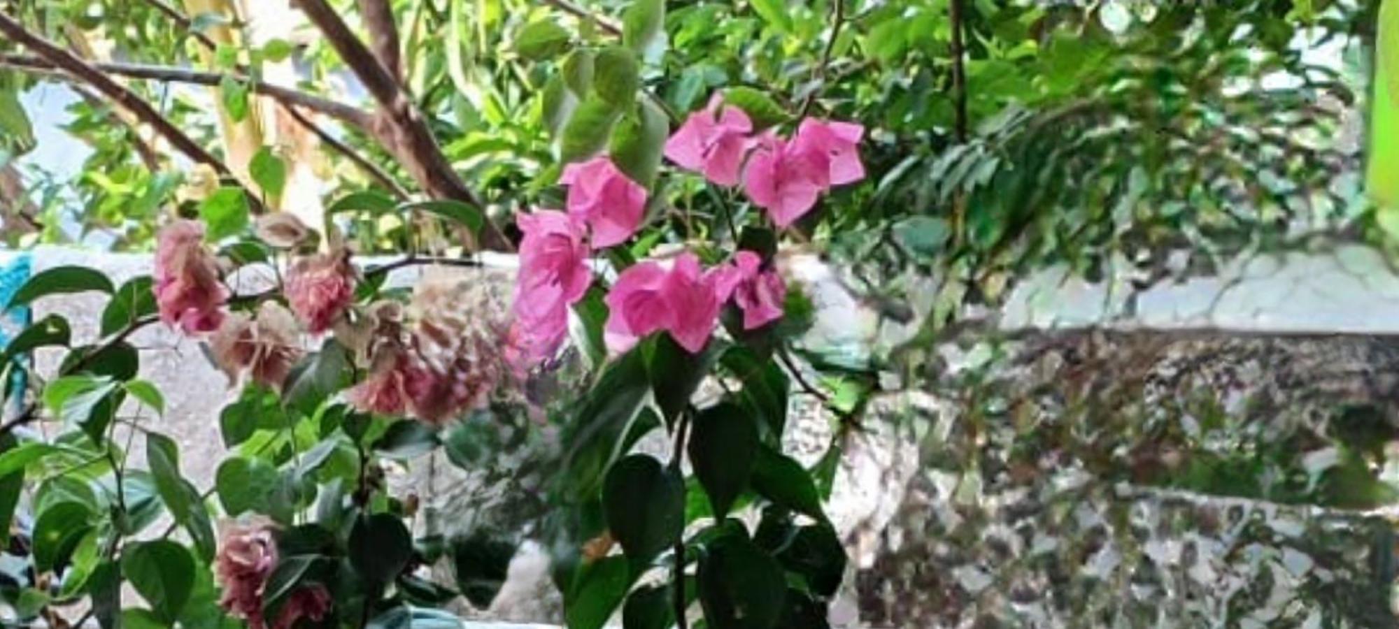 Oasis Homestay Kochi 外观 照片